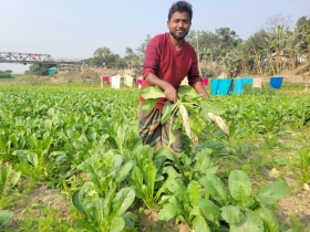 বগুড়ার শেরপুরের ধুঁকতে থাকা করতোয়া নদী এখন কৃষকের ‘সোনার খনি’